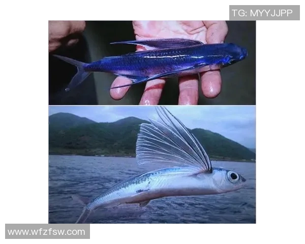 飞鱼传奇：足球场上的速度与技术之王，卡飞鱼的辉煌岁月与未来挑战